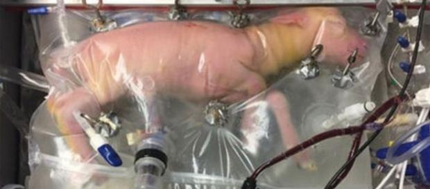 Ciência evolui para bebês prematuros - Google Ciência evolui para bebês prematuros - Google