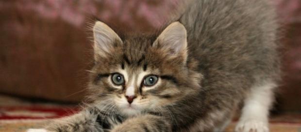 Gatos Archivos - Mundo Cachorro - mundocachorro.com Gatos Archivos - Mundo Cachorro - mundocachorro.com