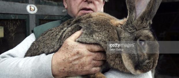 Giant Rabbits Farmer to Supply North Korea Photos and Images ... - gettyimages.com Giant Rabbits Farmer to Supply North Korea Photos and Images ... - gettyimages.com