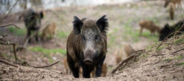 Wild boars reportedly attacked ISIS in Iraq, killing 3 fighters - theweek.com Wild boars reportedly attacked ISIS in Iraq, killing 3 fighters - theweek.com