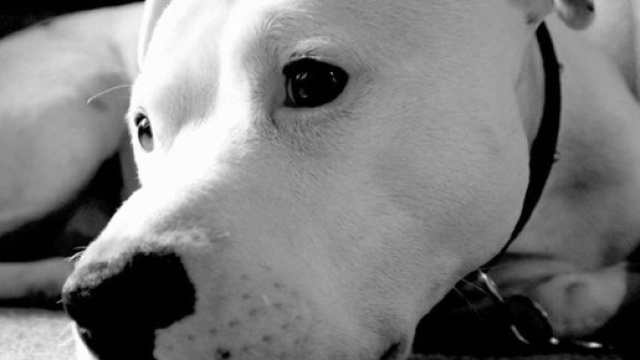 Usa, soldatessa lega pitbull a un albero e lo uccide