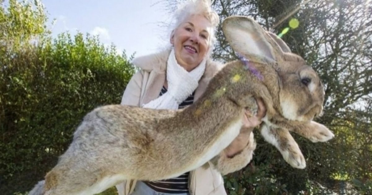 Simon, a 10monthold giant bunny, dies on a United Airlines flight