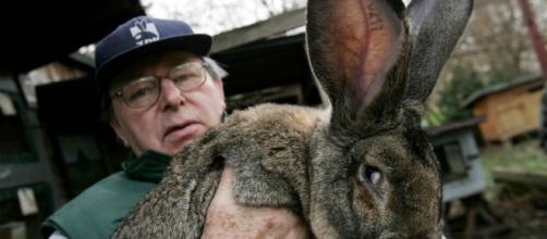 World's longest rabbit Darius, whose offspring Simon died aboard a UA flight. / From 'The Inquisitr' - inquisitr.com