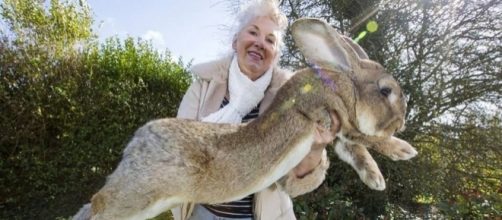 United Airlines investigating death of world's largest rabbit ... - scroll.in