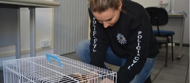 animal foi resgatado pela Polícia Civil animal foi resgatado pela Polícia Civil