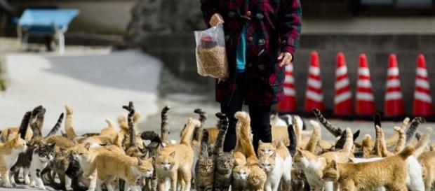Ilha dos gatos, ilha japonesa é invadida por gatos Ilha dos gatos, ilha japonesa é invadida por gatos