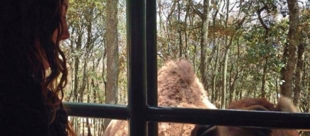 ¿Listo para vivir una experiencia increíble alimentando especies de animales exóticos en libertad? ¿Listo para vivir una experiencia increíble alimentando especies de animales exóticos en libertad?