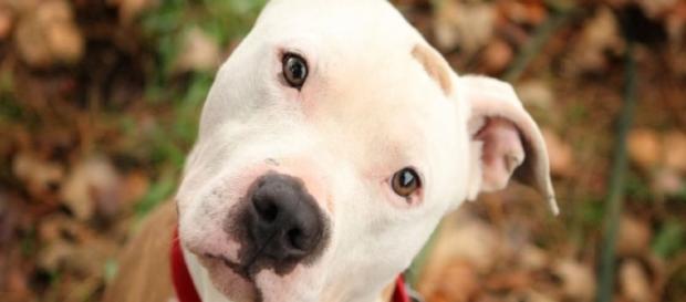 Pit Bull Dogs - The Latest Info, Facts and Myth About Pitbulls - americanbullydaily.com Pit Bull Dogs - The Latest Info, Facts and Myth About Pitbulls - americanbullydaily.com