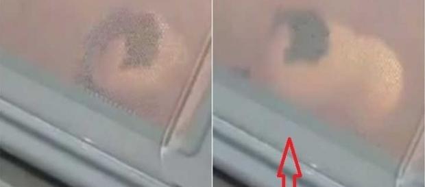 Porquinho-da-Índia se debate contra vidro do micro-ondas em vídeo no Twitter Porquinho-da-Índia se debate contra vidro do micro-ondas em vídeo no Twitter