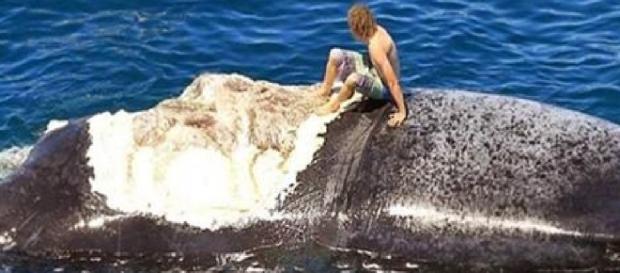 Surfista sobe em baleia - Google Surfista sobe em baleia - Google
