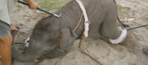 Elefante maltrattato in un circo