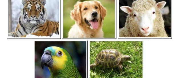 Escolha animais e veja o que você deseja e o que menos deseja no parceiro ideal Escolha animais e veja o que você deseja e o que menos deseja no parceiro ideal