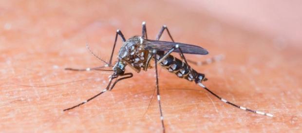 OMS convoca comitê de emergência para tratar do vírus Zika - Mundo ... - com.br OMS convoca comitê de emergência para tratar do vírus Zika - Mundo ... - com.br