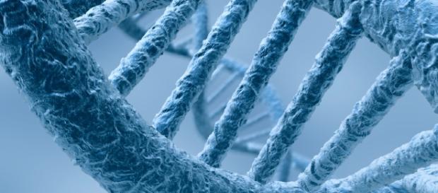 Si chiama Tnsfs13b ed è il gene che causa Lupus e Sclerosi multipla Si chiama Tnsfs13b ed è il gene che causa Lupus e Sclerosi multipla