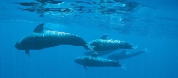 WWF entrega en el Congreso 52.000 firmas que solicitan la creación ... - lainformacion.com WWF entrega en el Congreso 52.000 firmas que solicitan la creación ... - lainformacion.com