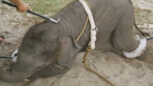 Elefante maltrattato in un circo