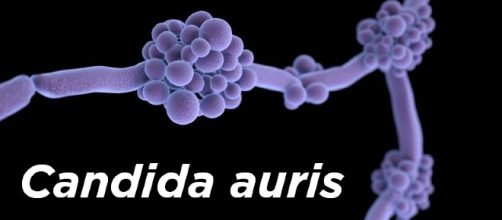 La Candida auris semina il panico negli ospedali di New York