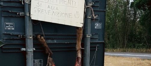Una 'provocazione': lupo ucciso, scuoiato e appeso a un cartello stradale alle porte di Suvereto in Toscana. Foto: Facebook.