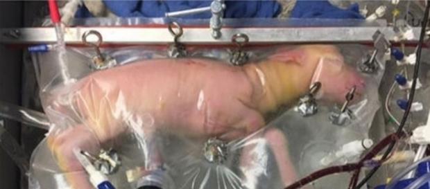 Lamm-Frühchen überlebt wochenlang in künstlicher Gebärmutter - galileo.tv Lamm-Frühchen überlebt wochenlang in künstlicher Gebärmutter - galileo.tv