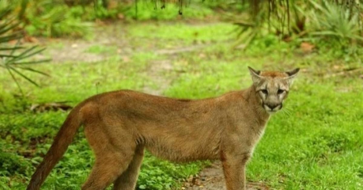 Endangered Florida panthers sighted near the Everglades