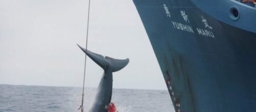 Caccia balene, in Giappone uccise 333 balenottere nonostante la ... - improntaunika.it