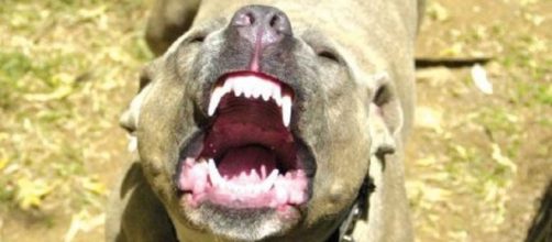 Cronaca di Livorno: bimbo aggredito da un Pitbull