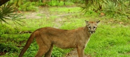 Florida panthers an iconic, endangered species caught in ... - jacksonville.com