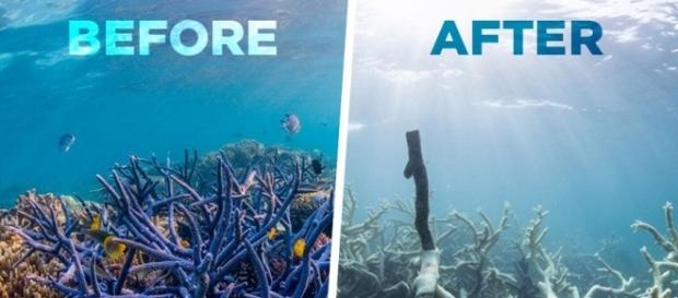 Emergency: the Great Barrier Reef is dying - theday.co.uk Emergency: the Great Barrier Reef is dying - theday.co.uk