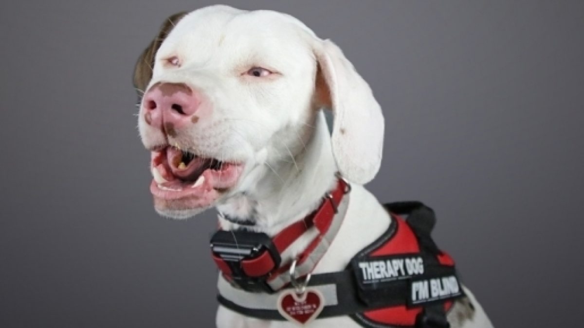 Animals with disabilities help humans with special needs Animals with disabilities help humans with special needs