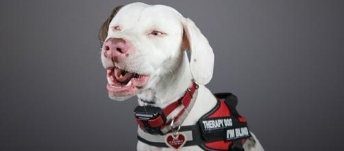 Ruby, a Disabled Therapy Dog in Training | AGoldPhoto Pet Photography - agoldphoto.com