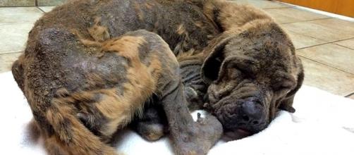 Dog Who's Suffered a Lifetime of Abuse and Physical Ailments Is ... - lifewithdogs.tv