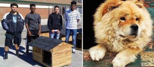 Amazing how High School Students Build Free Houses For Pets To Protect Them ... - suggestedpost.eu