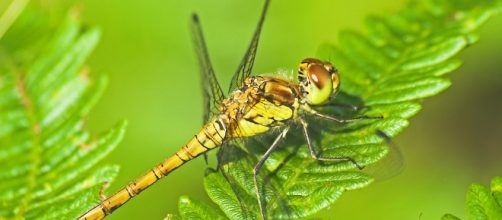 Female common darter dragonfly" by Richard Bowler | Redbubble - redbubble.com