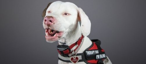 Ruby, a Disabled Therapy Dog in Training | AGoldPhoto Pet Photography - agoldphoto.com