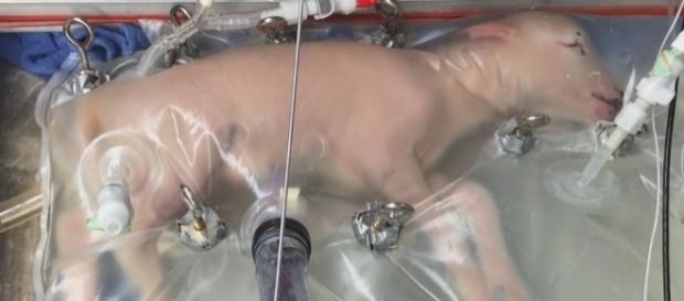 Ovelha está crescendo em um útero artificial Ovelha está crescendo em um útero artificial