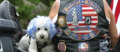 Bad to the bone: Cooper the Middleboro motorcycle dog will steal ... - wickedlocal.com