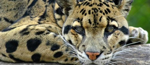Compra animali in via di estinzione su Instagram: indonesiano in manette