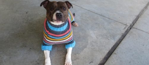 Dark color Dogs Get Adorable Sweaters To Make Them More Adoptable - thedodo.com