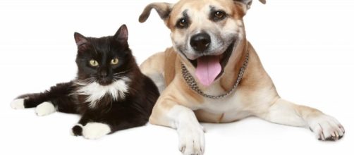 Reasons to Spay or Neuter Your Dog - New Dog Owners - newdogowners.com