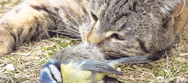 Katzen kastrieren, um Vögel zu retten? | Bad Tölz - merkur.de Katzen kastrieren, um Vögel zu retten? | Bad Tölz - merkur.de