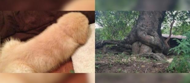Você tem a mente poluída? Veja imagens de coisas que parecem...outras coisas. Reprodução/Twitter. Você tem a mente poluída? Veja imagens de coisas que parecem...outras coisas. Reprodução/Twitter.