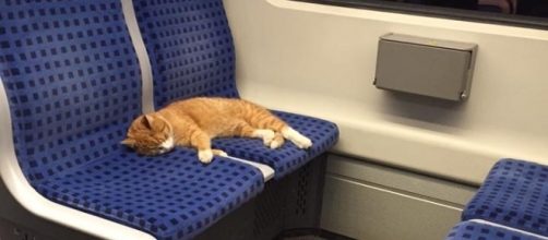 Il gattino che dormiva sul treno della metropolitana - foto tratta da Facebook