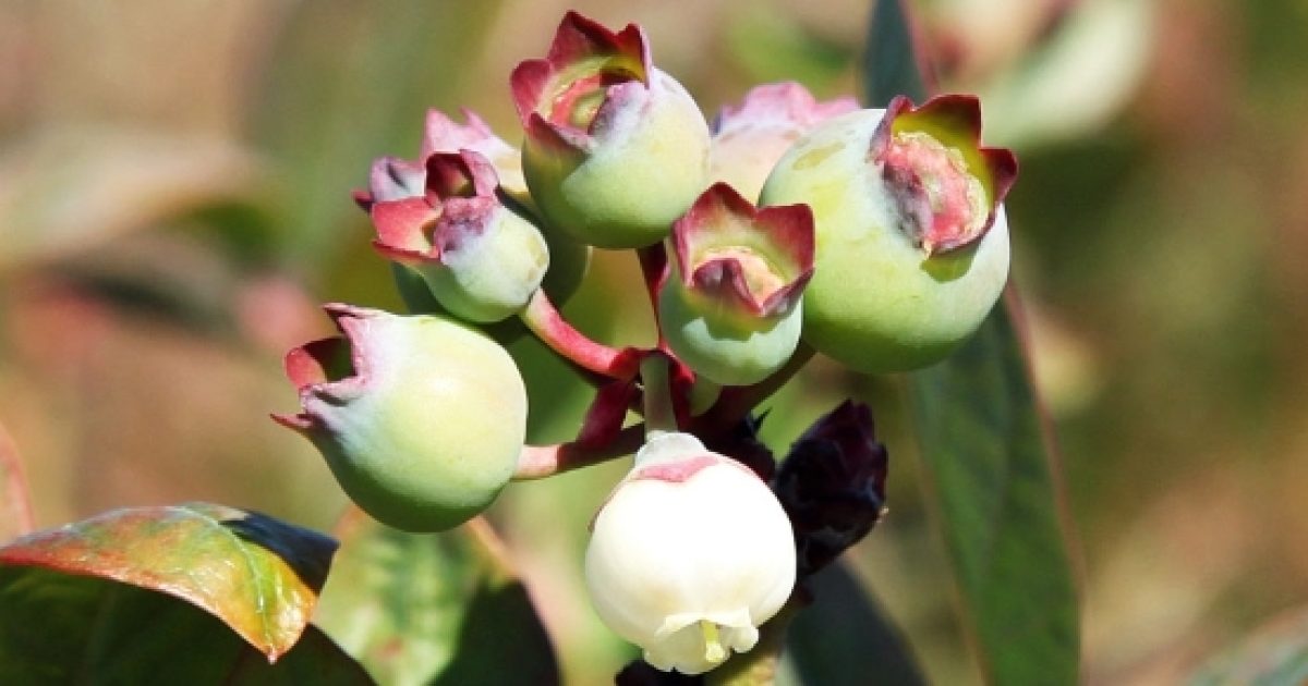 Florida blueberries in time for market