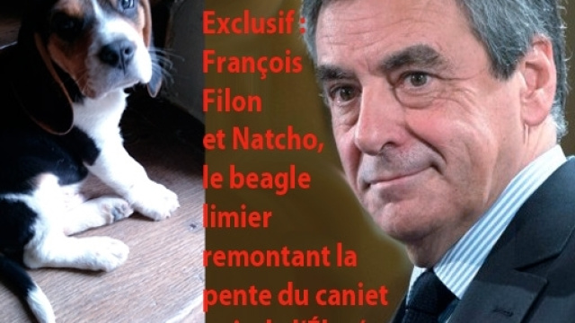 En exclusivité (avec Le Gorafi), nous révélons le nom du beagle angevin chargé par François Fillon de remonter la piste du "cabinet noir" de l'Élysée