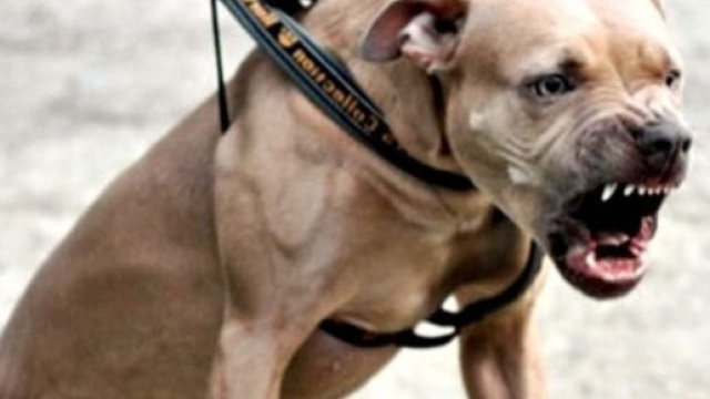 UK, pitbull azzanna bimba alla testa