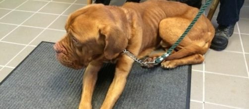 Starving dog found digging through garbage - wcvb.com