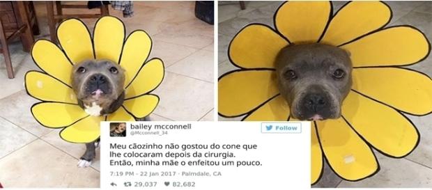 Alguns Tweets acabam fazendo sucesso Alguns Tweets acabam fazendo sucesso