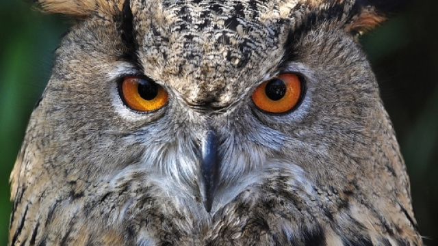 Il gufo reale, specie nottambula