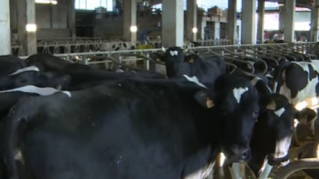 Sostegno straordinario per la zootecnia