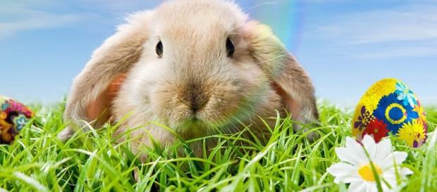 Why Is The Bunny Associated With Easter? - zidbits.com Why Is The Bunny Associated With Easter? - zidbits.com